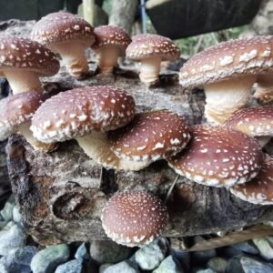 香茹